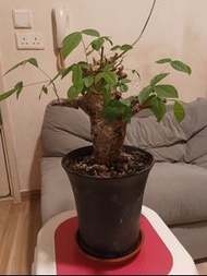 藍白皮橄欖盆栽