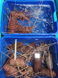 代購海鮮(龍蝦/象拔蚌/蟹/大瀨尿蝦/刺身/海膽/蜆/蟶子/海魚)