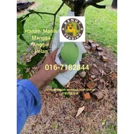 Sarung Buah Harum Manis Mangga Jambu Fruit Bag Mango Bag Balut Buah Plastik Buah.Jaring pencegah ser