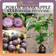 Pokok Besar Apple Star Untuk Ditanam Pokok Hidup Real Live Plant Apple Susu 金星果