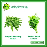 Arugula Runaway Rocket / Rocket Salad Lettuce / Garden Rocket - *Seeds from SG*