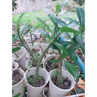 READY STOCK !! ANAK POKOK ADENIUM