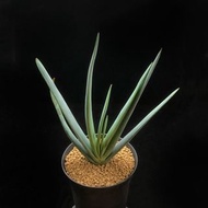 SG2923-折扇蘆薈/稀有大樹蘆薈🔥多肉植物小盆栽禮物🔥