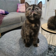 KUCING PERSIA EXOTIC PEAKNOSE TORTIE