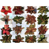 🌿Aglaonema -1🌿Ready Stock 🌿 Real Plant 🌿🌿