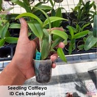 Seedling Cattleya Anggrek Cattleya