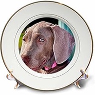 3dRose Weimaraner Puppy Portrait-Porcelain Plate, 8" (cp_206583_1)