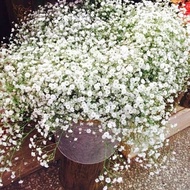 Malaysia Ready Stock 200Pcs white Gypsophila Seeds Benih Bunga Keladi Viral Fruit Seeds Flower Seeds