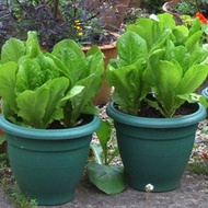 Romaine Seeds - Romaine Seeds - Parris Island Cos (Heirloom) - Vegetable Seeds Lettuce Seeds - Romai