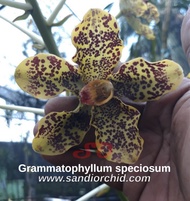 BISA FAKTUR! Grammatophyllum speciosum var. Papua