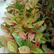 aglonema big Roy / tanaman aglaonema lulaiwan