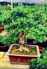 盆栽樹米葉 羅漢松（30年老桩、葉子細小、茂盛、粗13厘米，八方根盆）