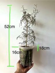 索島乳香樹（Boswellia socotrana) 木本、塊根植物/不是象牙宮