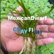 DWARF SAGITTARIA AQUATIC PLANTS