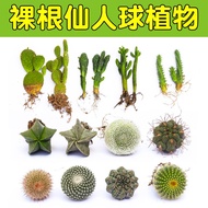 Cactus Potted Plant Succulent Plant Combination Cactus Potted Plant Office Desktop Air Purification 