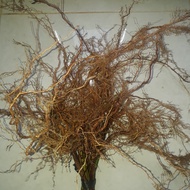 Akar senggani /akar kayu senggani /akar kayu aquascape