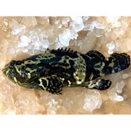 ‘swimming’ dragon tiger grouper (hybrid grouper) (3 sizes to choose from)