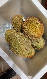 🥳馬來西亞榴槤必試組合🥳🔶貓山王 肉厚核細，入口即溶，甜中帶甘，甘中帶苦，味道複雜￼￼，而￼層次最豐富，慢僈會散發回甘果香。🔸山頂XO (D24)肉質柔軟，甜而不膩，帶點XO酒香，肉比較乾身，排名僅次