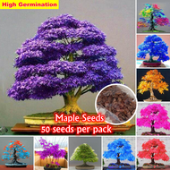 100% Original Japanese Maple Seeds for Planting (50pcs/ Bag) Bonsai Maple Tree Golden Maple Seeds Triangle Maple Seed Purple Maple Seeds Blue Maple Seeds Flower Seeds Vegetable Gardening Potted Flower Plants for Sale Cny Plant Easy Germination Fast Living