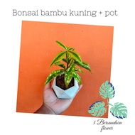 bonsai bambu kuning gratis pot keramik