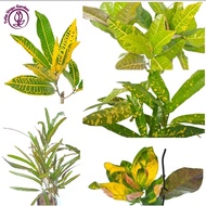 Pokok Puding / Garden Croton / Live Plant