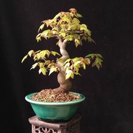 精品日本唐楓  全冠 獨幹 矮霸   楓葉 原生 老樁 三角楓 種定多根  非嫁接 掌上盆景 連 花盆 plant  Bonsai 植物 盆栽 Japanese  maple tree 楓葉 楓樹 紅