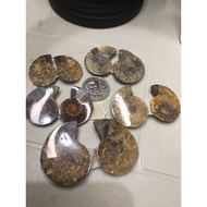 AMMONITE FOSSIL PAIR NATURAL HOUSE PROTECTION-WEALTH