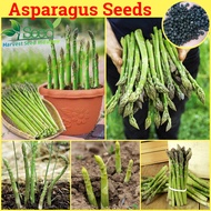 [Fast Germination] Asparagus Seeds for Planting (50 Seeds/pack, Non Gmo Seed, F1 Hybrid Seeds, Suitable for Growing In Malaysia) Organic Vegetables Seeds Vegetable Potted Plants Gardening Deco Bonsai Tree Live Plant Outdoor Real Plant Benih Sayur Sayuran