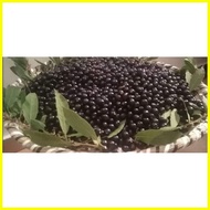 ۞ ♂ ▬ 100pcs-Bayleaf/Laurel Seeds