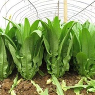 家庭園藝用蔬菜種子 庭院四季蔬菜種子 室內外陽台播種種子 高發芽率適合家庭菜園|陽台|小型農場種植（品种：油麥菜種子）