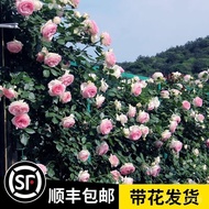 Linya Rose Seedling Climbing Vine Chinese Rose Extra Large Flower Tree Garden Vine Plant Flower Pot Balcony Rose Everblo