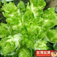 梧銳🎏兒菜種子 種籽四川特產四季播娃娃菜抱子芥菜秋季蔬菜種子 種籽早熟易種原裝