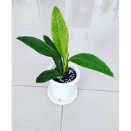 Tanaman Hias Philo Linet Philodendron Linet