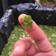 Azolla (easy grow floating plant) aquascape choice