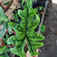 Baby Alocasia Jacklyn SehatKita