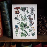 1900年英國植物/蕈菇類圖鑑系列 復刻版明信片 A款