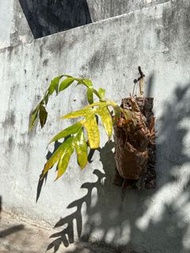 drynaria quercifolia 槲蕨  連軟木植板