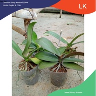 PROMO PAKET 3 POT ANGGREK BULAN KOLEKSI CAMPUR LK store