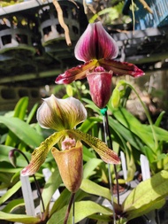 Paph.sukhold  × Paph.spicerianum ขนาดกระถาง 4 นิ้ว มีดอก