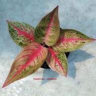 Aglaonema legacy