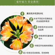 Qingcong Gardener Multi-Arrow King Orchid Dedicated Arrows Promote Arrows Anti-Pinch Arrows Long Flo