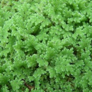 Azolla Filiculoides (Mosquito Fern)