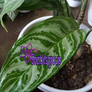 Tanaman hias aglonema crispum - dieffenbachia silver