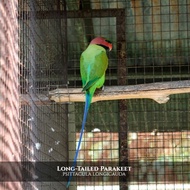 burung betet sumatra