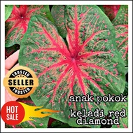 keladi red diamond/red diamond caladium/delima merah