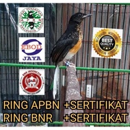 NEW STOCK !!! MURAI BATU BAHOROK DOUBLE RING APBN RING BNR TRAH INDUK