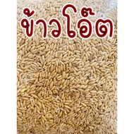 โปรโมชั่น ข้าวโอ๊ต ข้าวโอ้ต โอ๊ด ข้าวโอ๊ตนก oat  อาหารนก ราคาถูก แบ่งขาย1Kg. สัตว์ปีก สัตว์ฟันแทะทุกชนิด ราคาถูก อาหารนก อาหารนกแก้ว อาหารลูกป้อน อาหารนกกรงหัวจุก