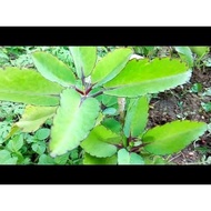 pokok herba/Ranakalli Live Plant/Life Plant/Bryophyllum Pinnatum Live Plant