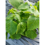 Live Plant​, shrubby basil ogarnic plant. ต้นยี่หร่า