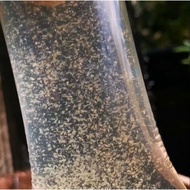 Kutu Air Daphnia Magna Tinggi Protein